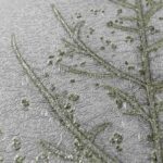 کاغذ دیواری طرح شاخ و برگ کد ۶۱۱۵ - تصویر 5